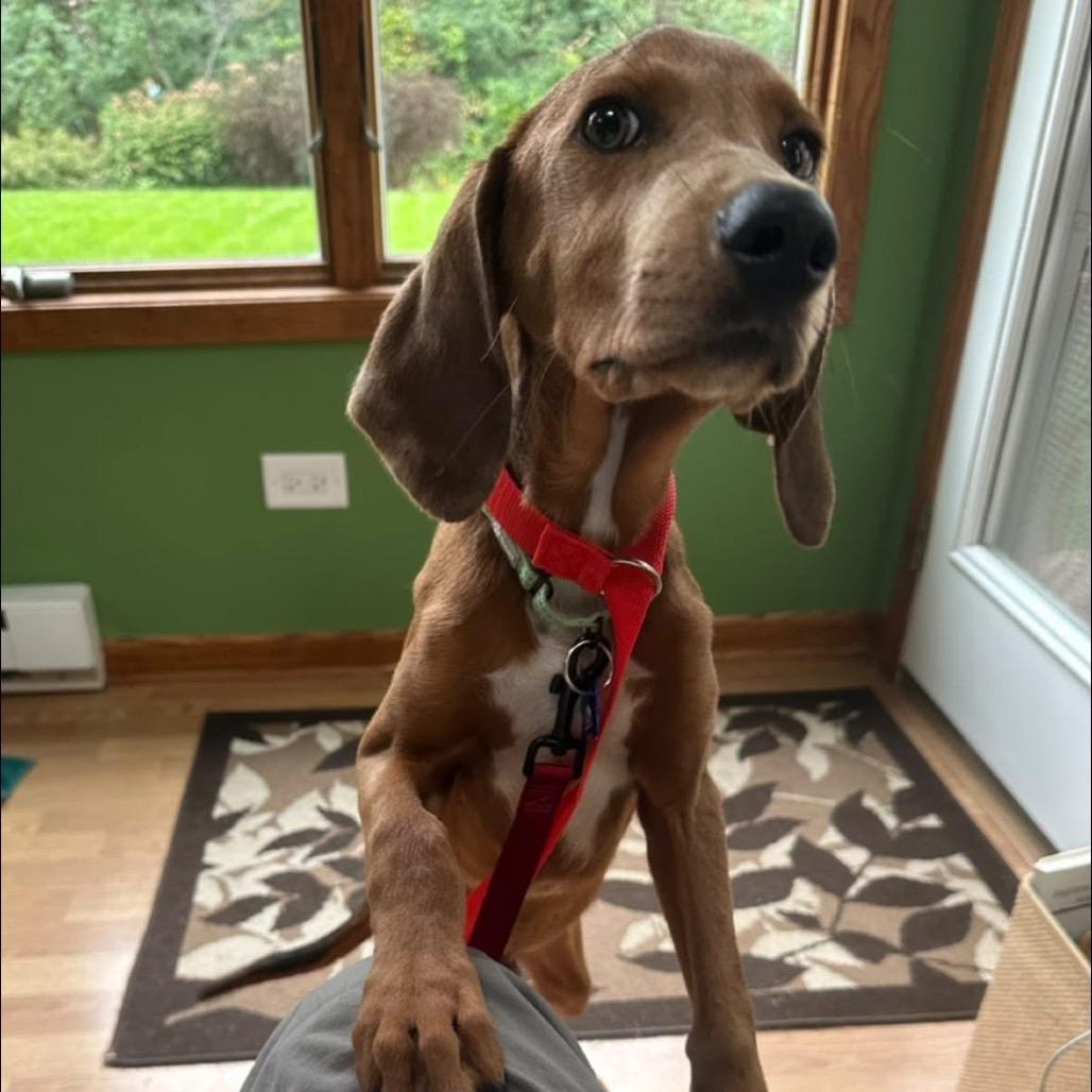 Artichoke, Adoptable, Puppy Male Hound & Mixed Breed.