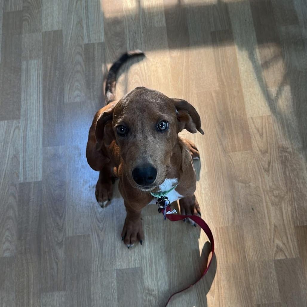 Enlarge Artichoke, a Adoptable mixed breed in St. Charles, IL image 3/6