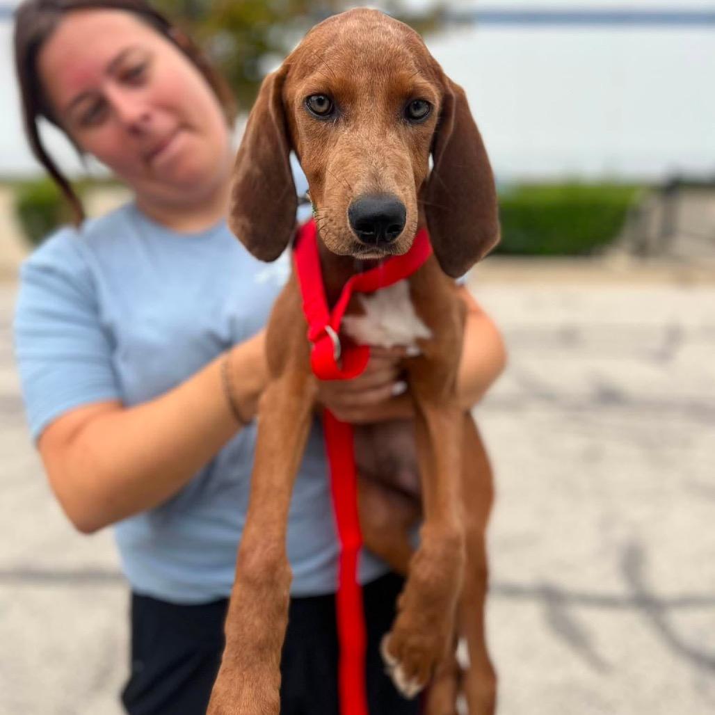 Enlarge Artichoke, a Adoptable mixed breed in St. Charles, IL image 4/6