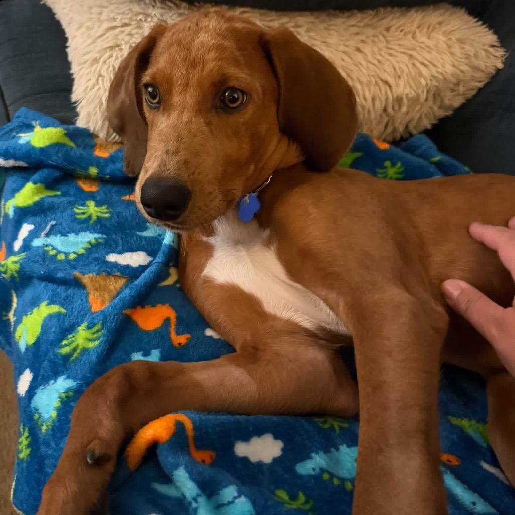 Enlarge Artichoke, a Adoptable mixed breed in St. Charles, IL image 6/6