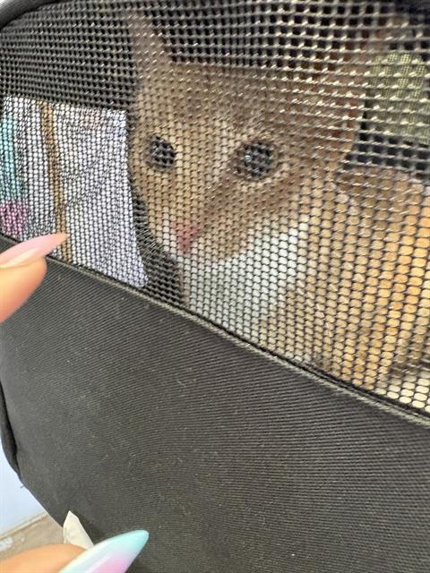 Enlarge LADY HONEY HAVOC, a Adoptable Domestic Short Hair in Fort Walton Beach, FL image 1/1