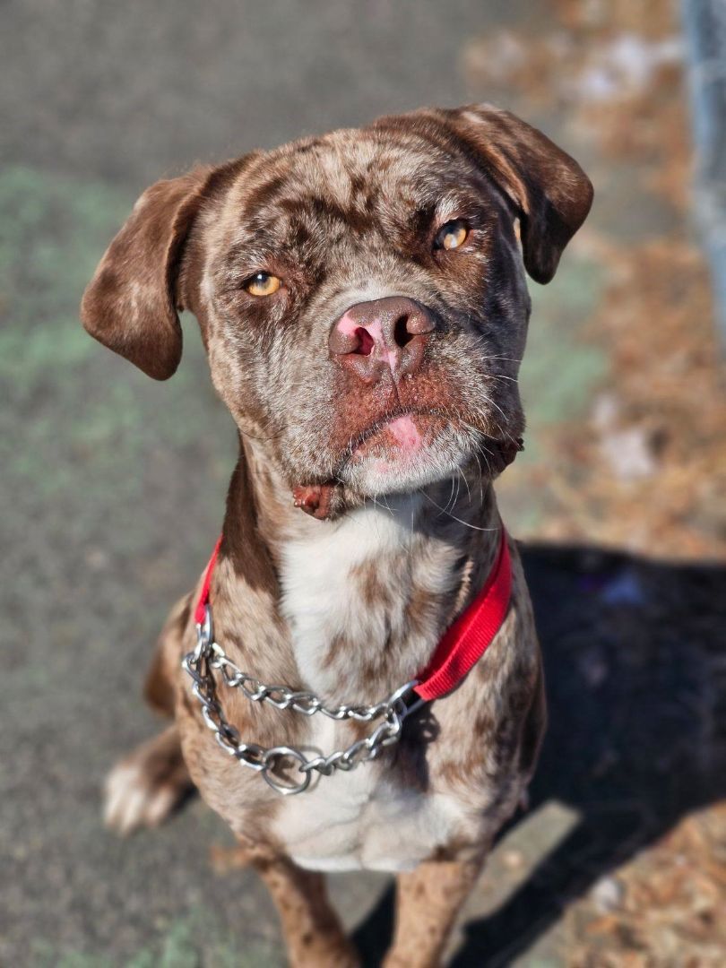 Enlarge Serenade, a Adopted mixed breed in Jersey city, NJ image 1/3