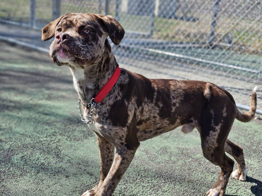 Enlarge Serenade, a Adopted mixed breed in Jersey city, NJ image 2/3