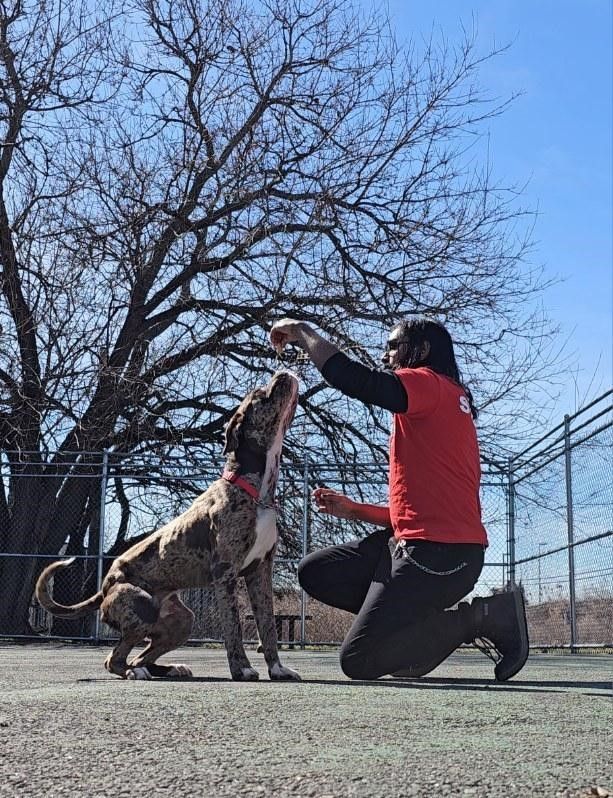 Enlarge Serenade, a Adopted mixed breed in Jersey city, NJ image 3/3