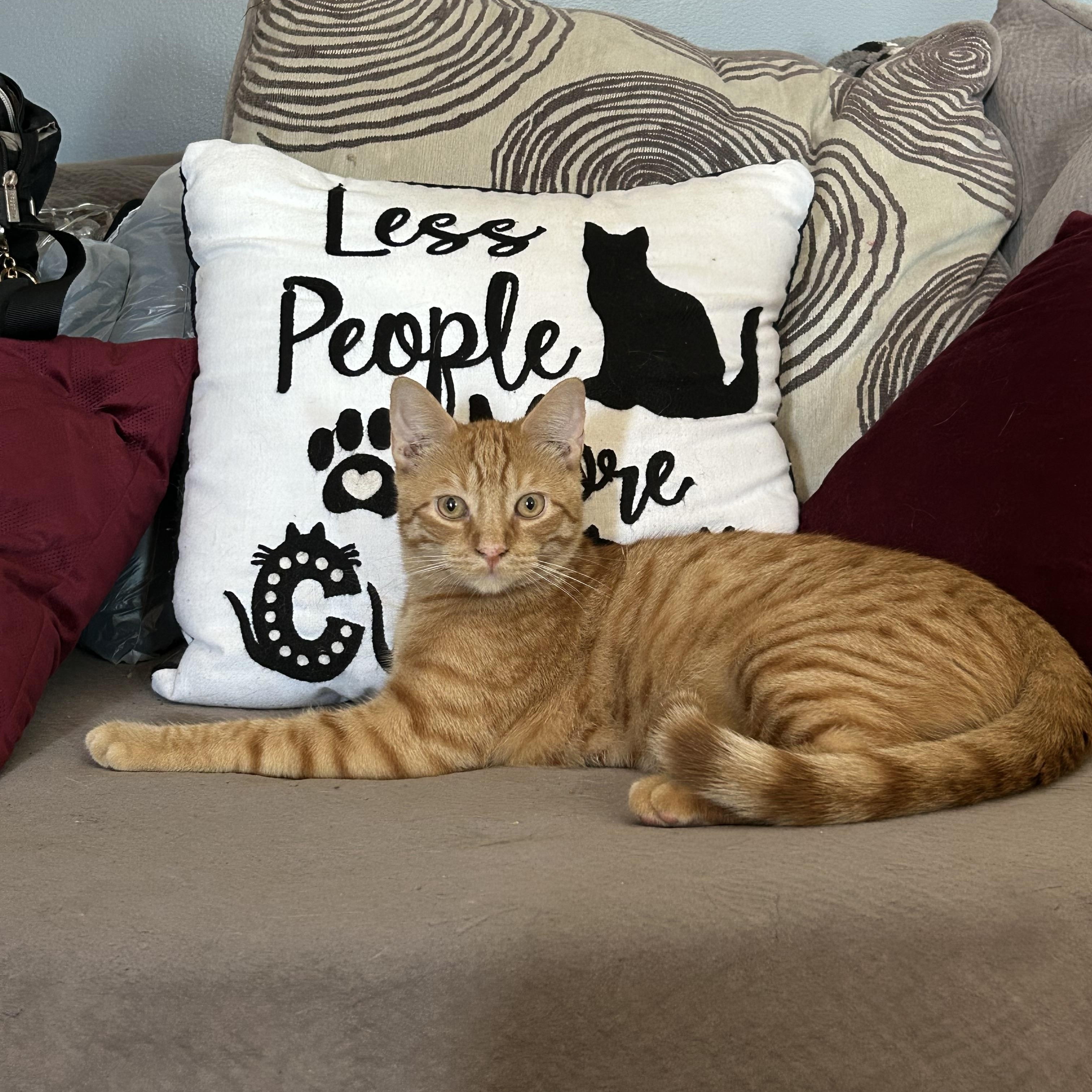 Enlarge Topaz, a Adoptable Domestic Short Hair in Levittown, NY image 5/5