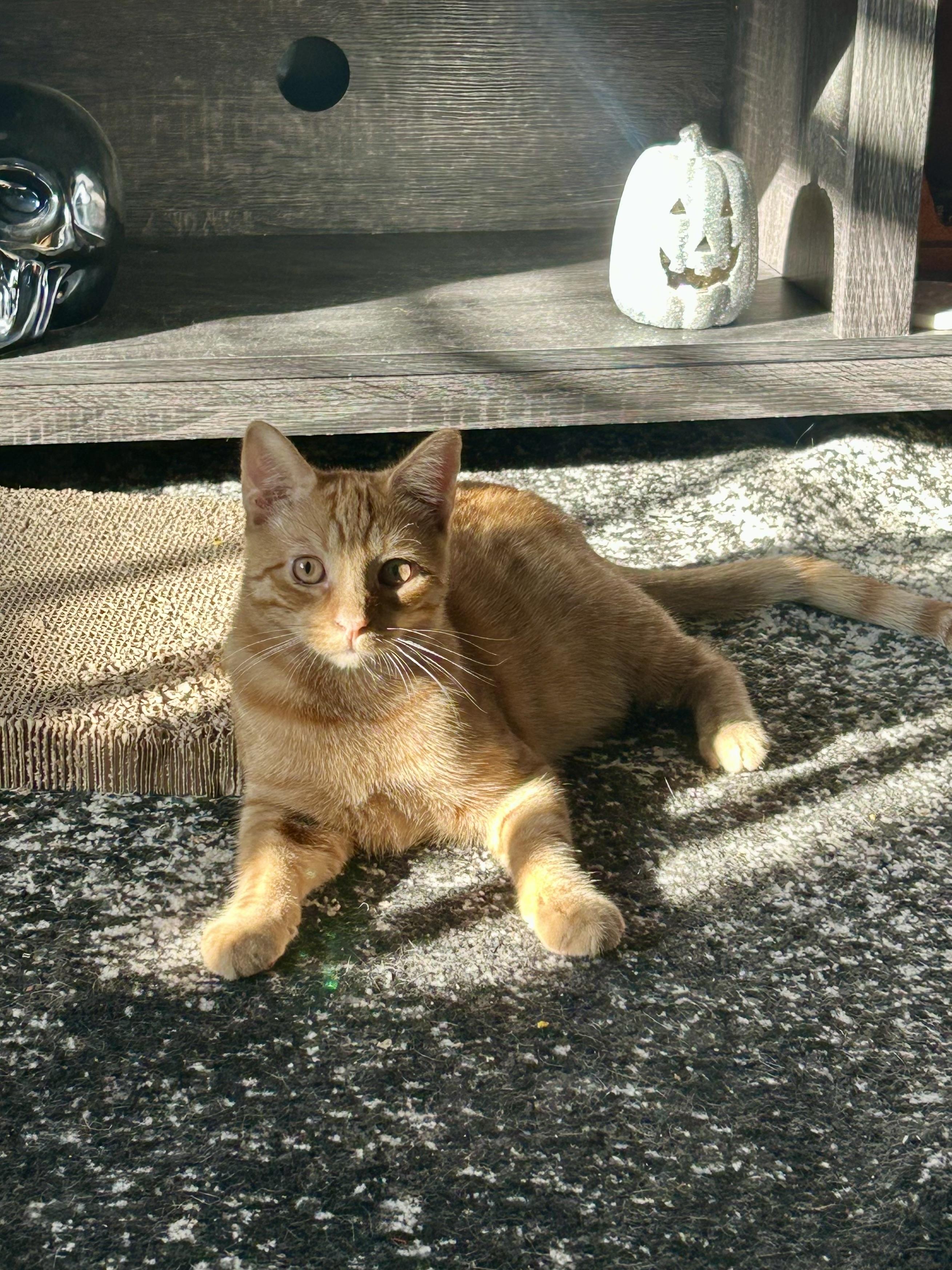 Enlarge Topaz, a Adoptable Domestic Short Hair in Levittown, NY image 4/5