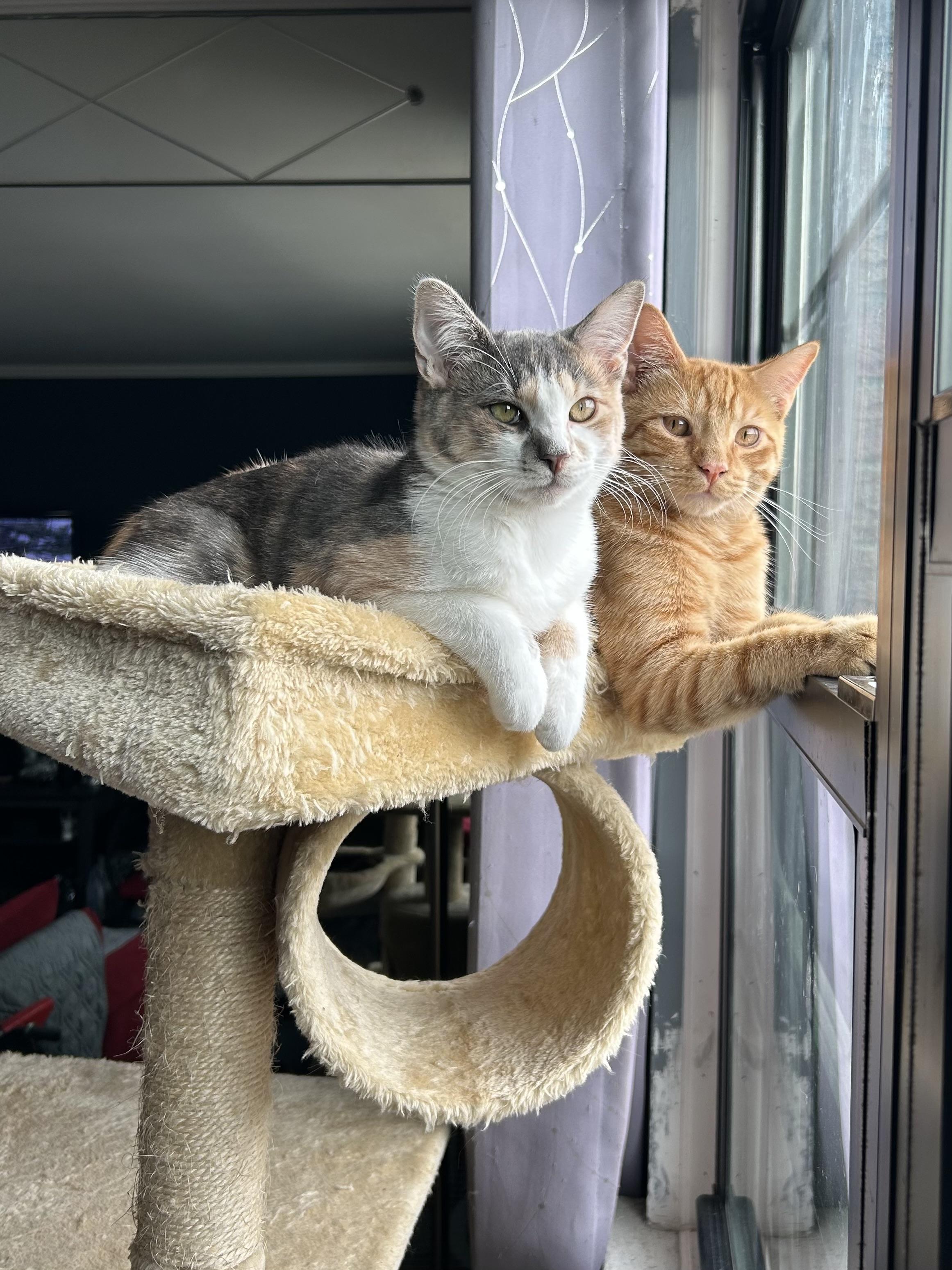 Topaz, Adoptable, Young Male Domestic Short Hair.