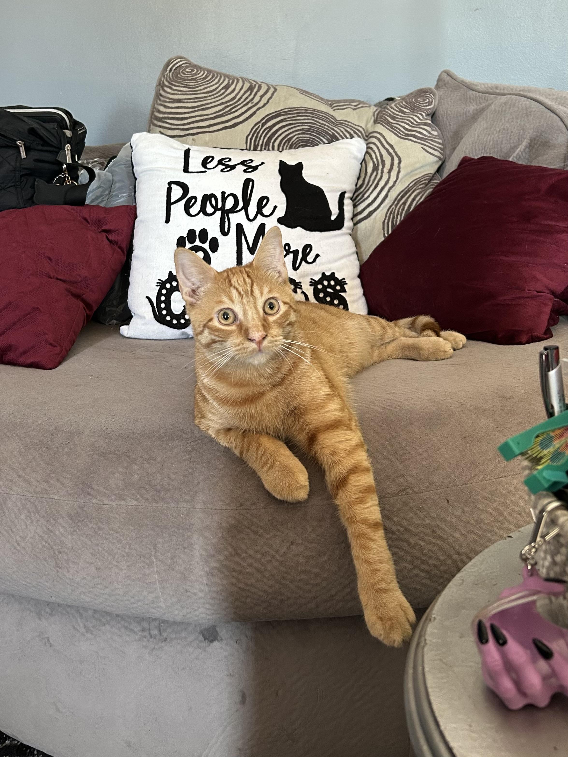 Enlarge Topaz, a Adoptable Domestic Short Hair in Levittown, NY image 3/5