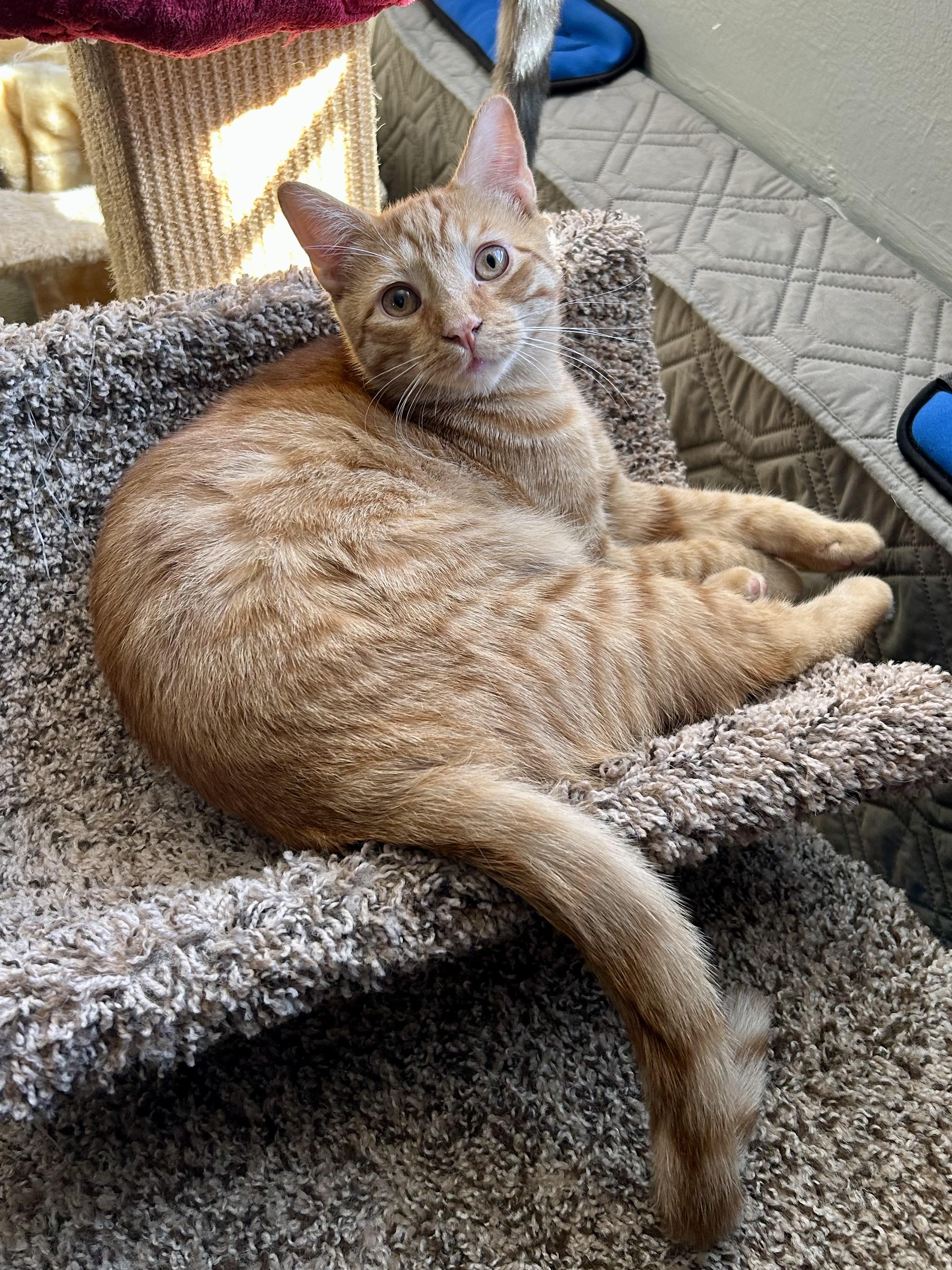 Enlarge Topaz, a Adoptable Domestic Short Hair in Levittown, NY image 2/5