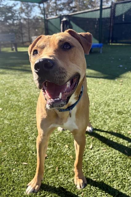 HIGGINS, Adoptable, Young Male Pit Bull Terrier.