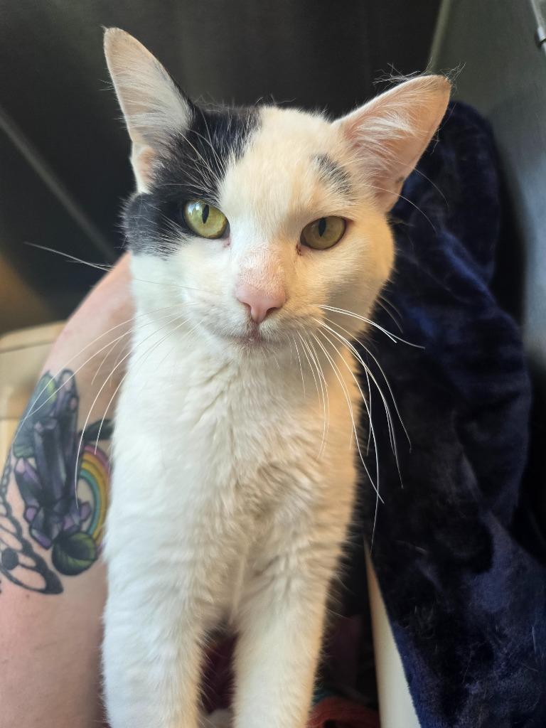 Miles, Adoptable, Young Male Domestic Short Hair.