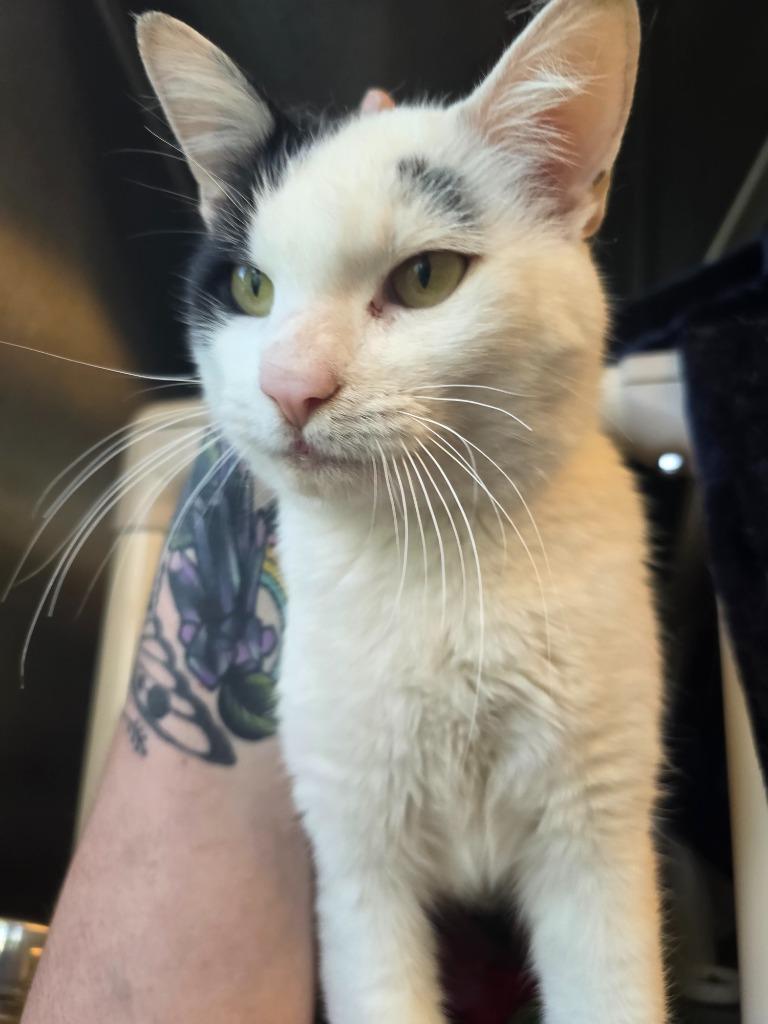 Enlarge Miles, a Adoptable mixed breed in Barron, WI image 2/5