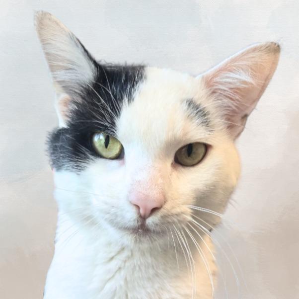 Enlarge Miles, a Adoptable mixed breed in Barron, WI image 5/5