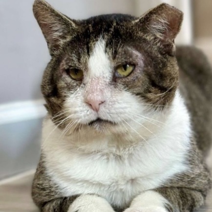 ARTHUR, Adoptable, Senior Male Domestic Short Hair.