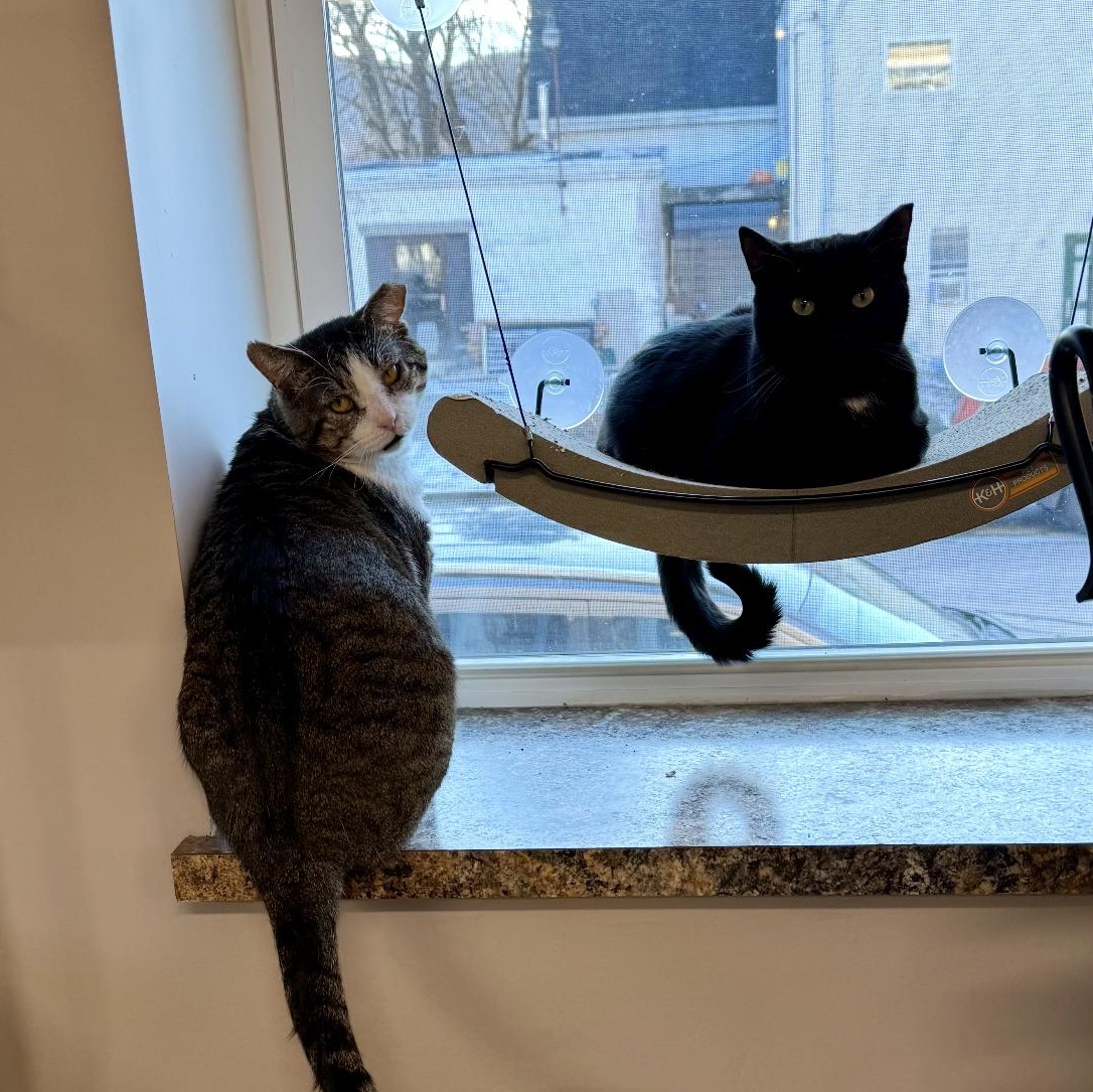 Enlarge ARTHUR, a Adoptable Domestic Short Hair in Schnecksville, PA image 4/4