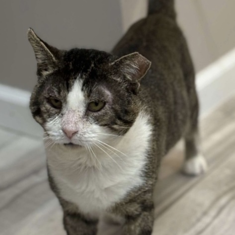 ARTHUR, a Adoptable Domestic Short Hair in Schnecksville, PA image 2/2