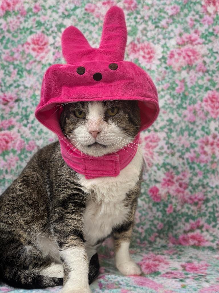 Enlarge ARTHUR, a Adoptable Domestic Short Hair in Schnecksville, PA image 5/5