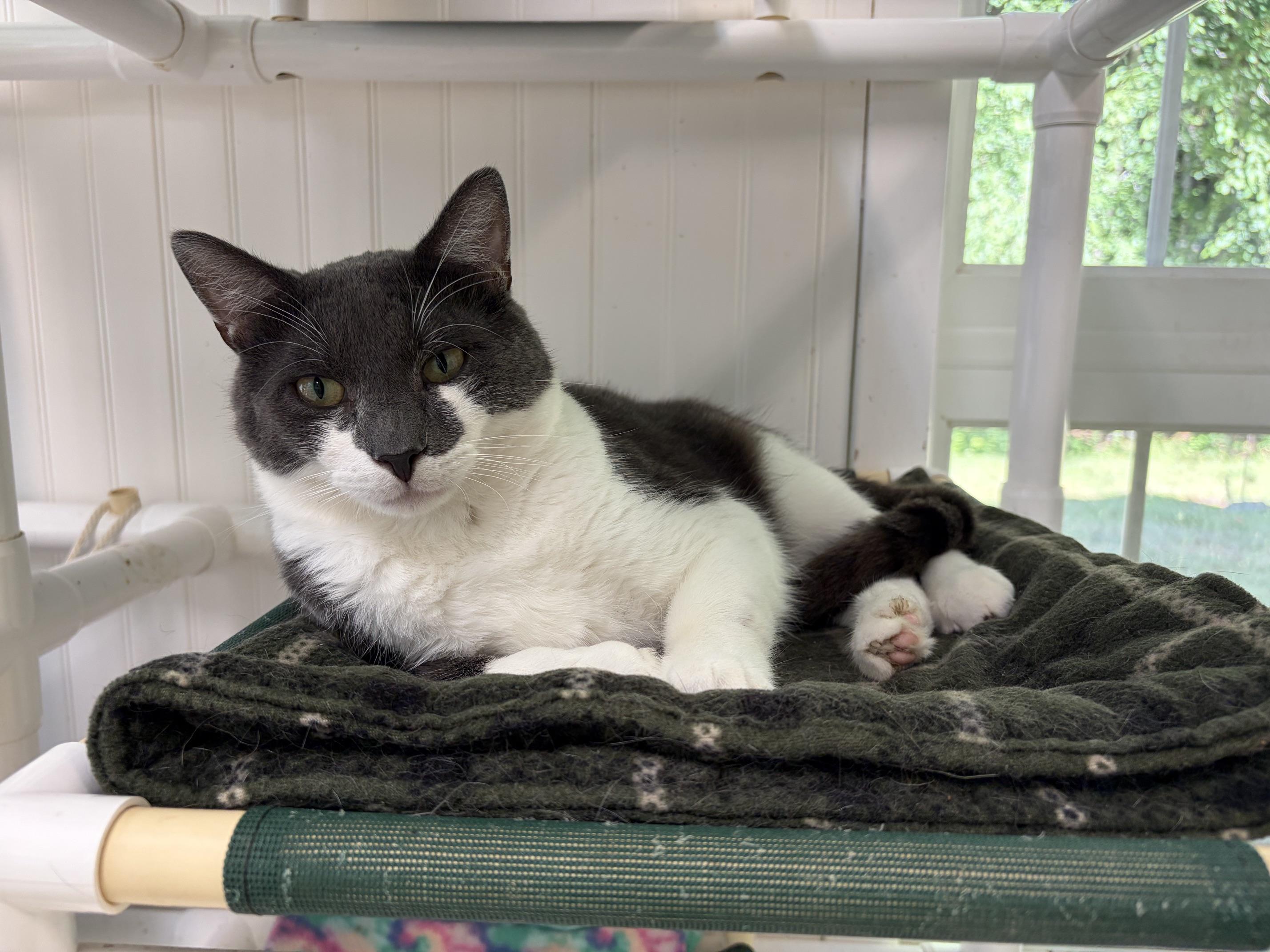 Enlarge Dooley, a ADOPTABLE Domestic Short Hair in Westbrook, CT image 1/3