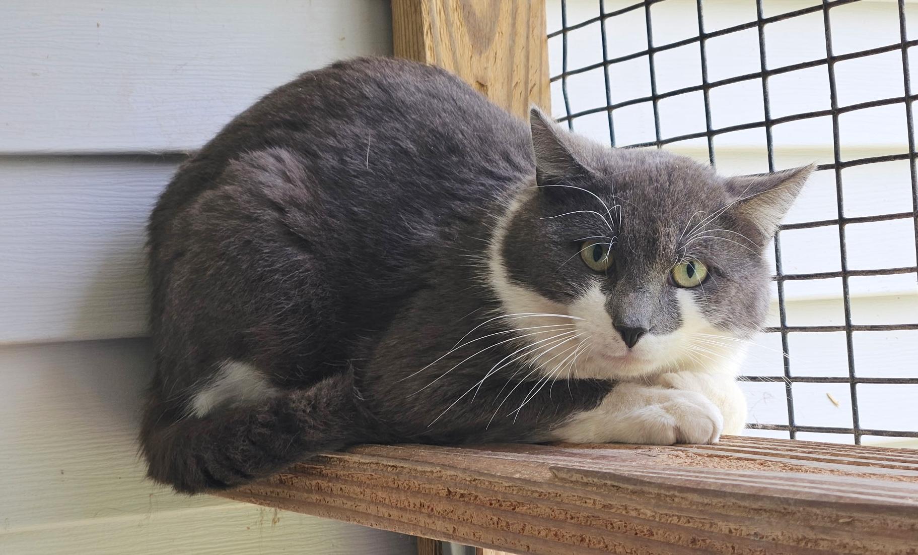 Enlarge Dooley, a ADOPTABLE Domestic Short Hair in Westbrook, CT image 3/3