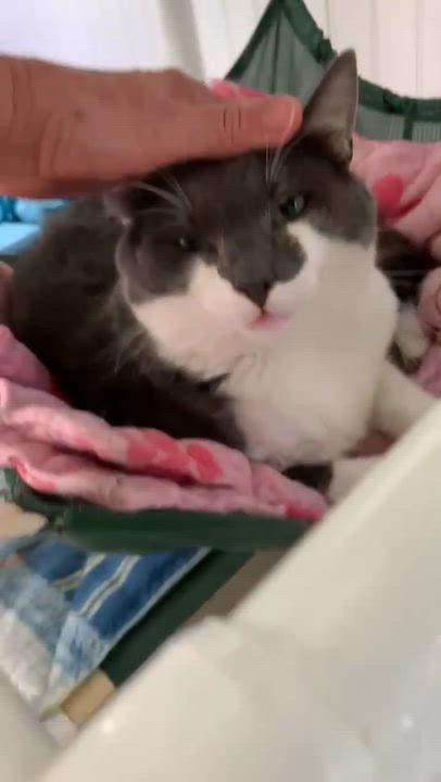 Enlarge Dooley, a ADOPTABLE Domestic Short Hair in Westbrook, CT video 2/3