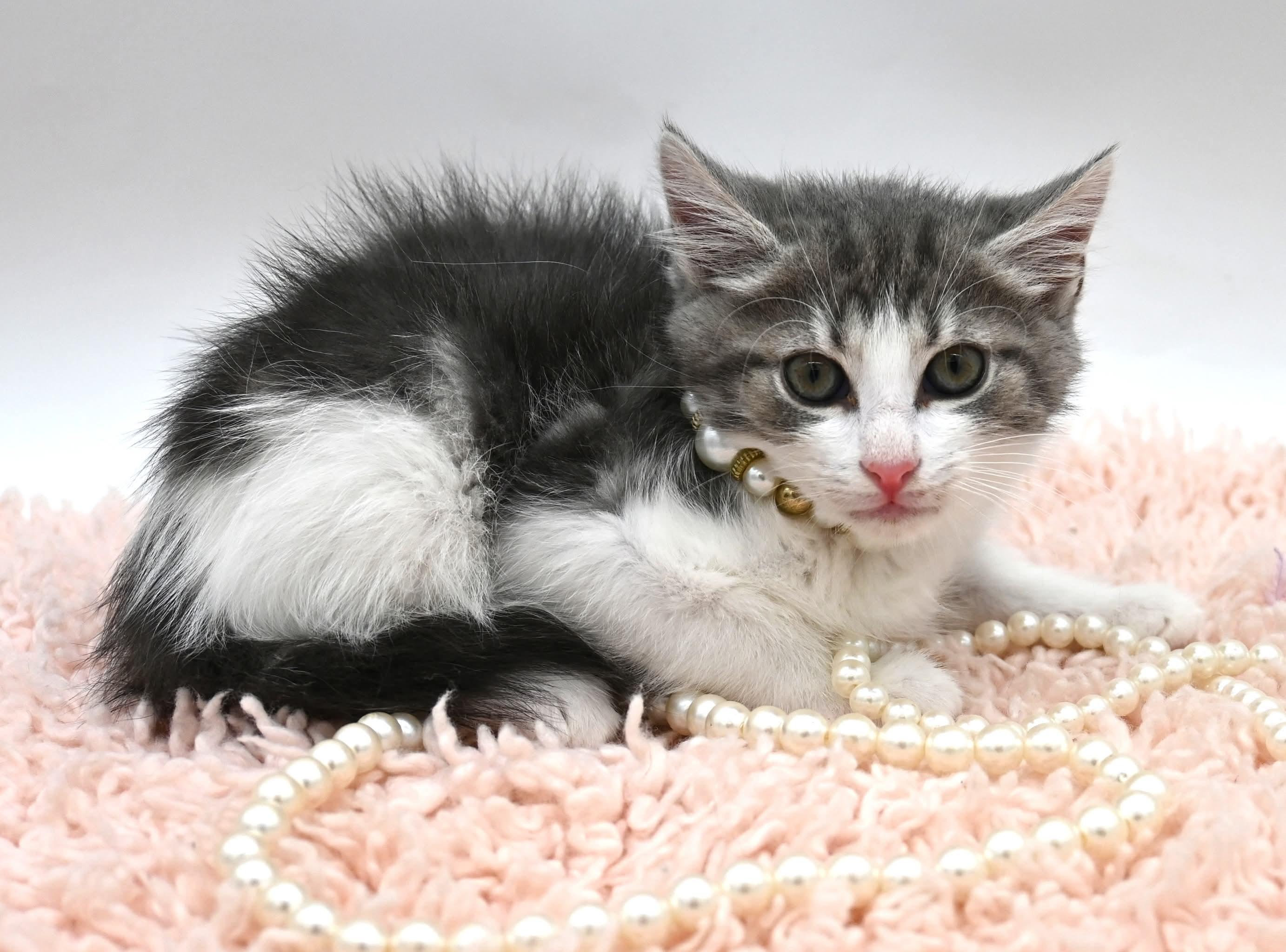 Mars (So Sweet), Adoptable, Kitten Female Tabby.