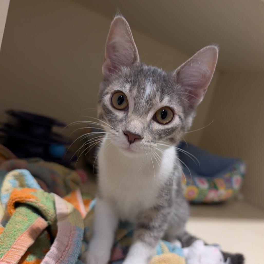 Linda, Adoptable, Kitten Female Domestic Short Hair.