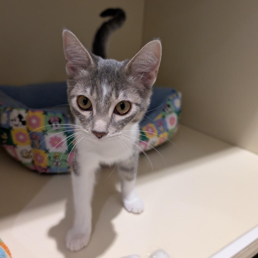 Enlarge Linda, a Adoptable Domestic Short Hair in Sarasota, FL image 2/5