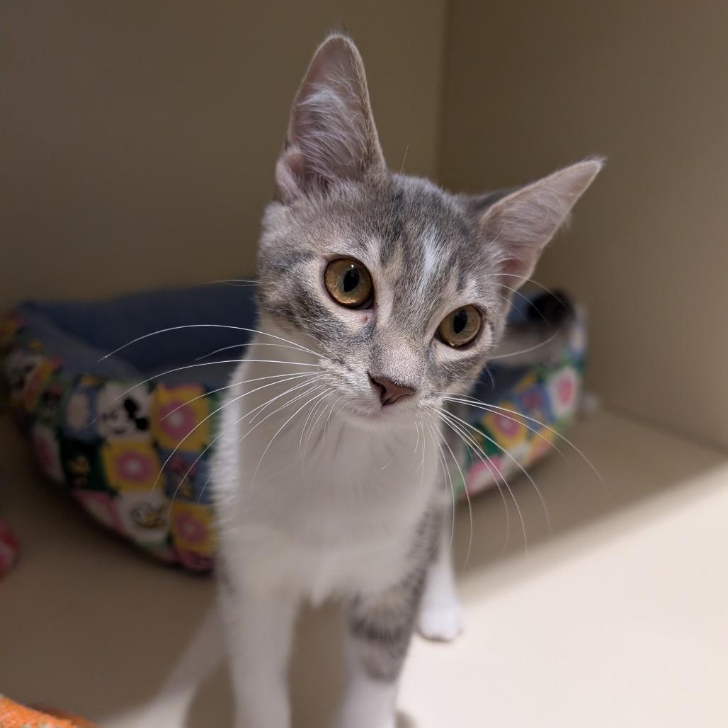 Enlarge Linda, a Adoptable Domestic Short Hair in Sarasota, FL image 3/5