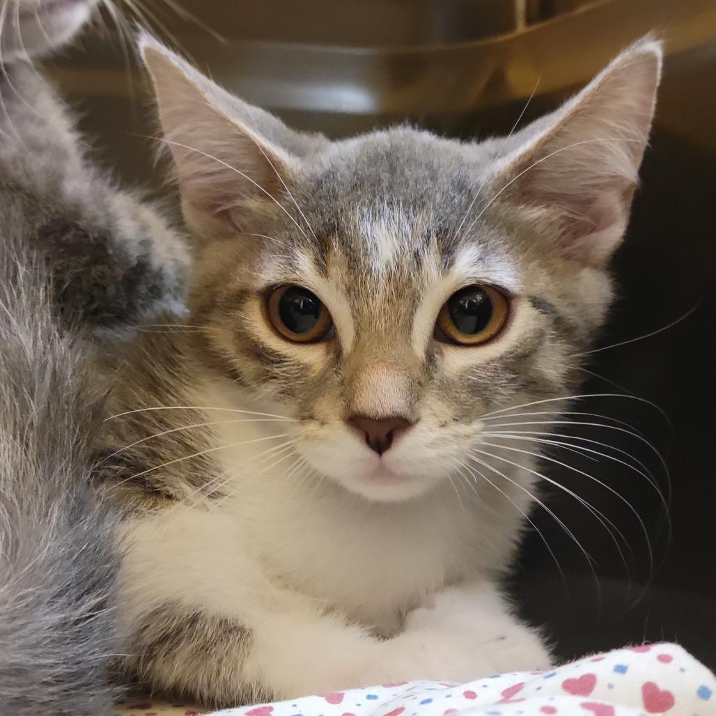 Enlarge Linda, a Adoptable Domestic Short Hair in Sarasota, FL image 4/5