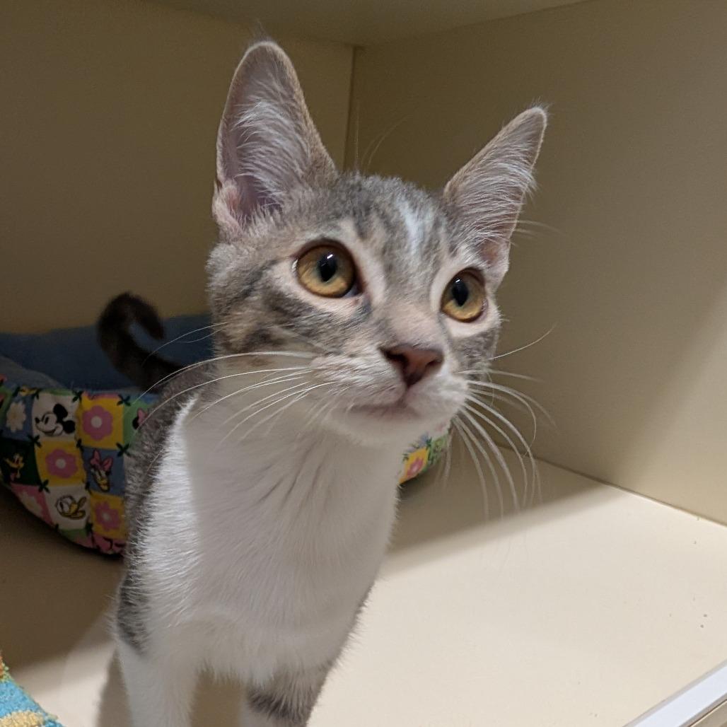 Enlarge Linda, a Adoptable Domestic Short Hair in Sarasota, FL image 5/5
