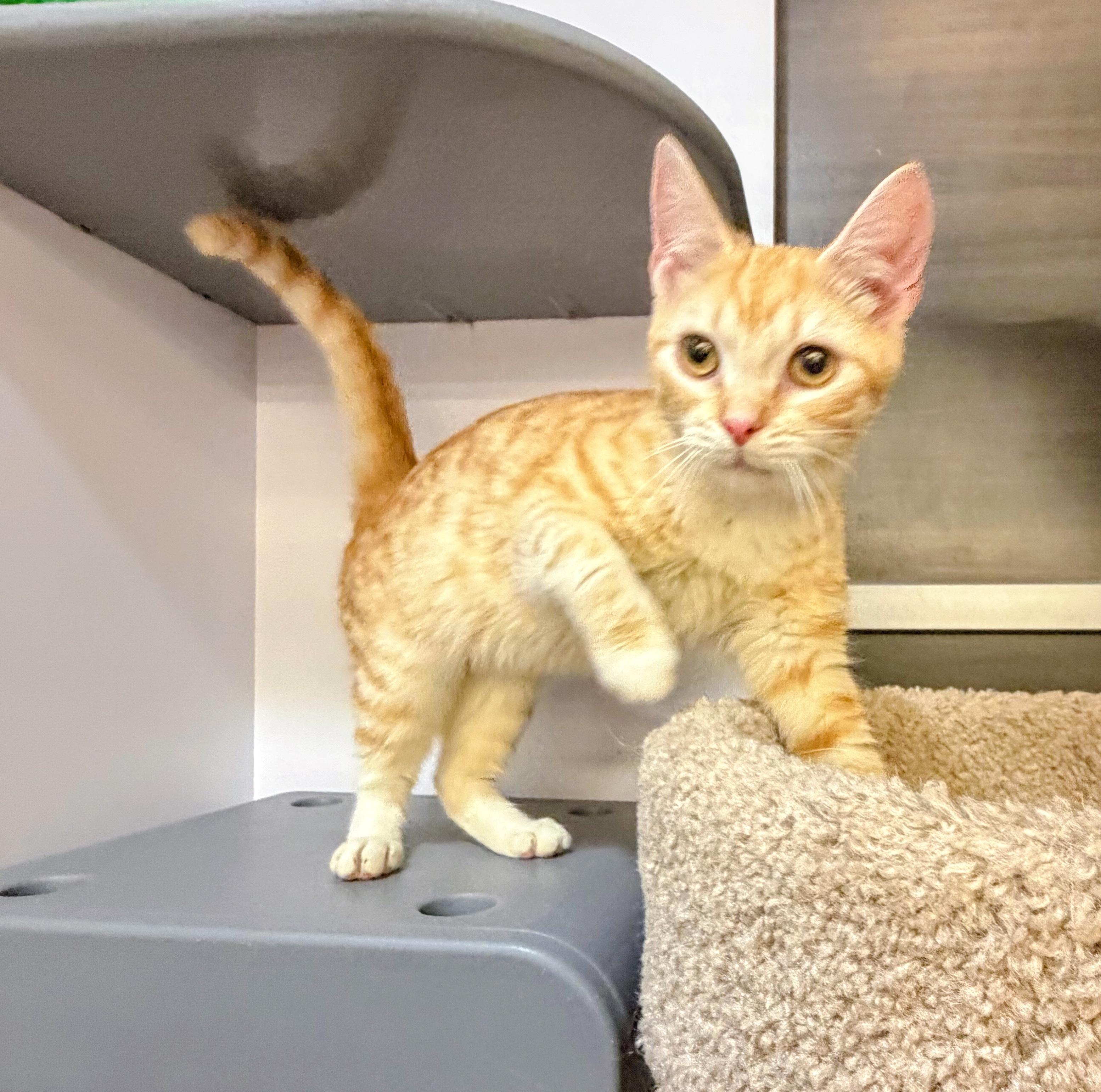 Peach pie, adopted, Kitten Female Domestic Short Hair.