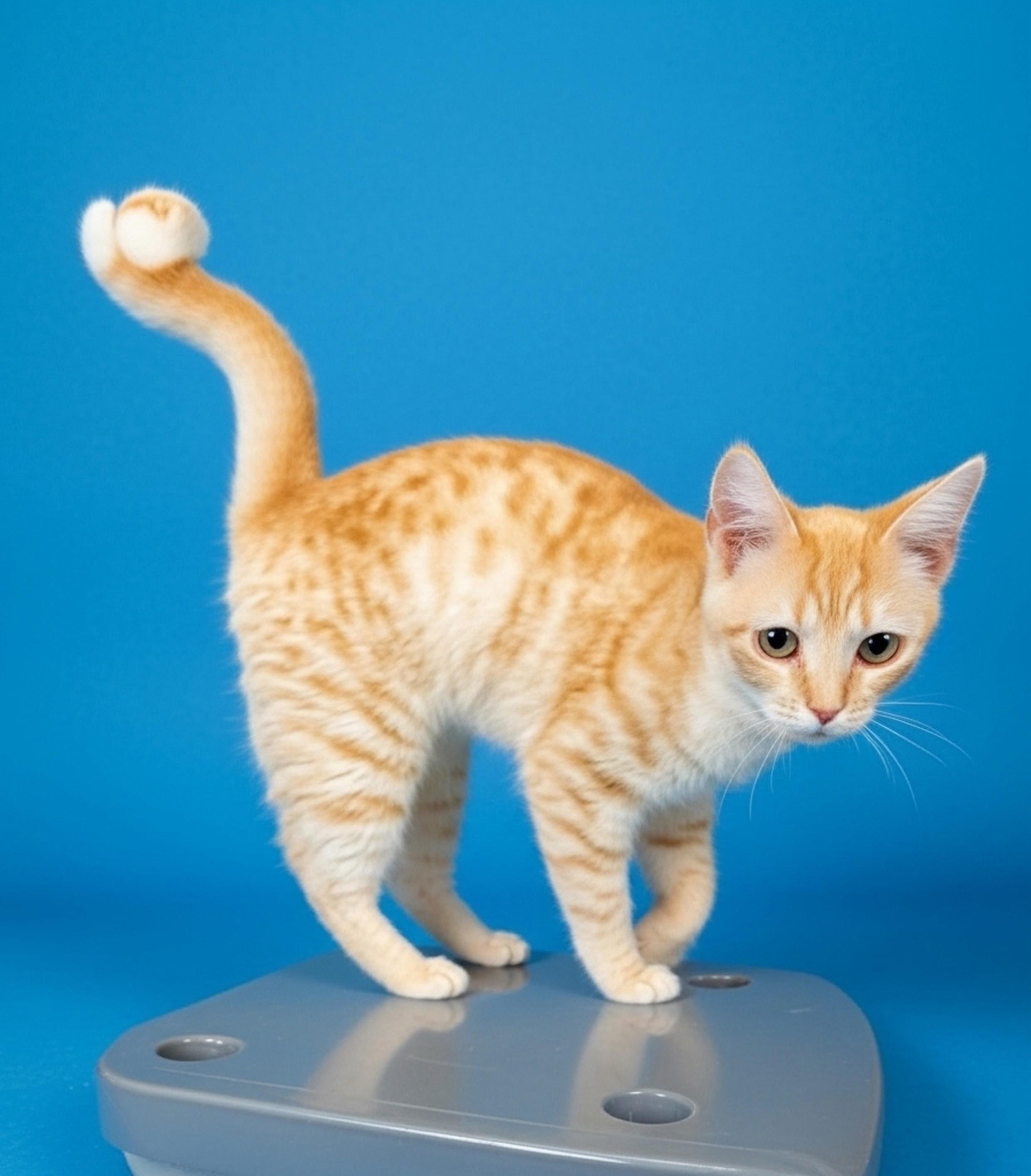 Enlarge Peach pie, an adopted Domestic Short Hair in Syosset, NY image 4/4