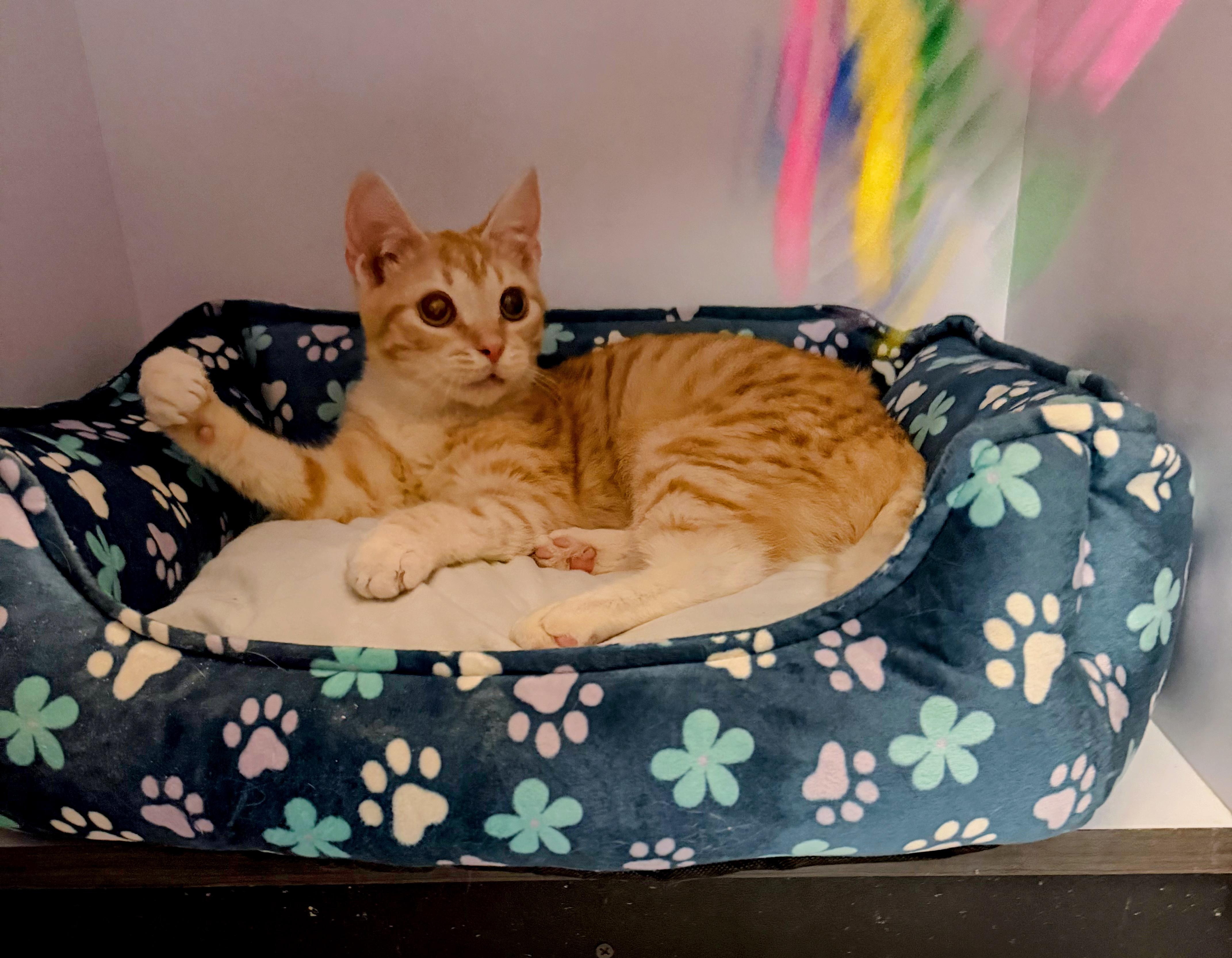 Enlarge Peach pie, an adopted Domestic Short Hair in Syosset, NY image 3/4