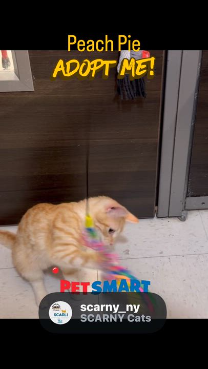 Enlarge Peach pie, an adopted Domestic Short Hair in Syosset, NY video 2/4