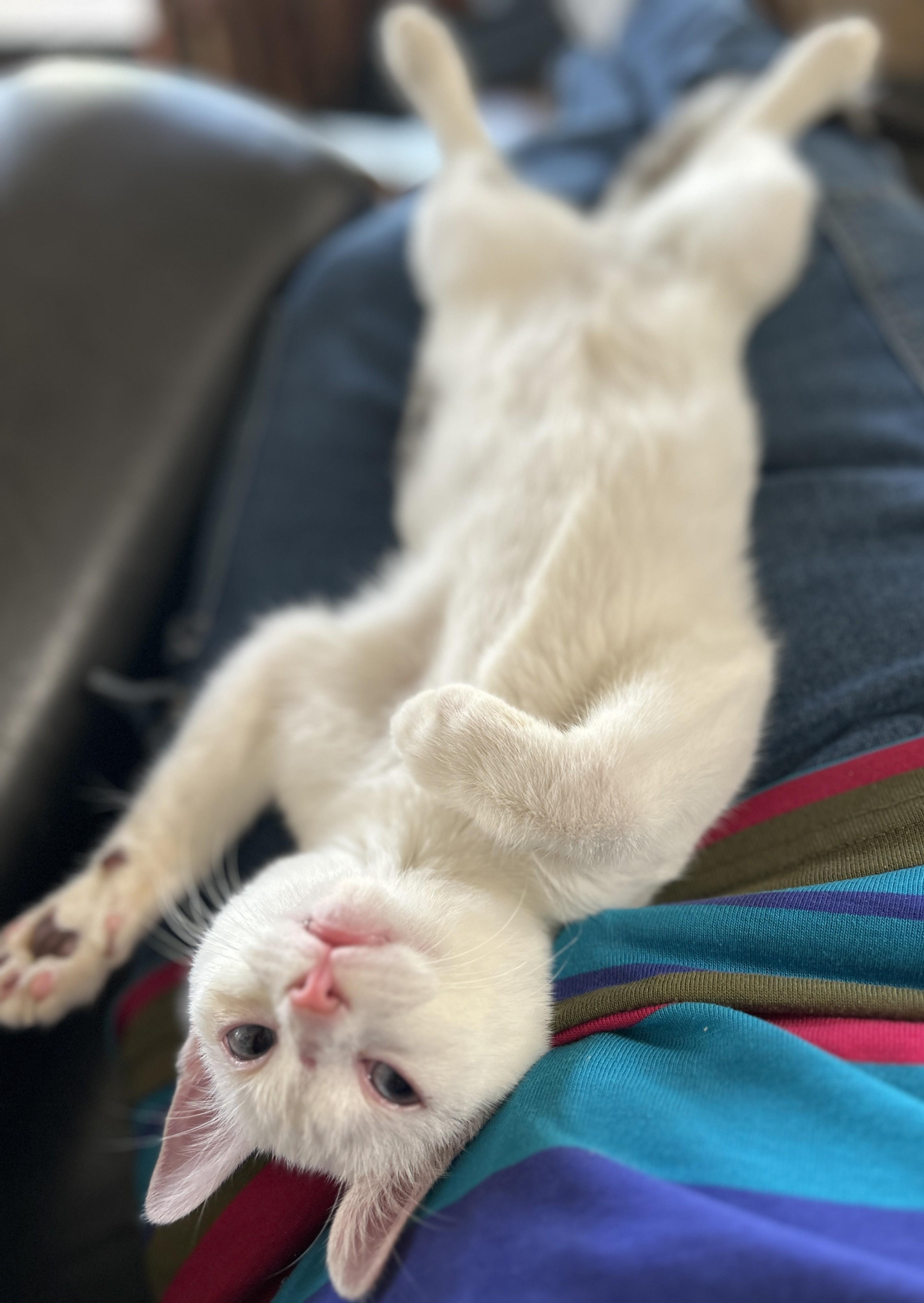 Harley Barley, a ADOPTABLE Domestic Short Hair in Coldspring, TX image 4/6