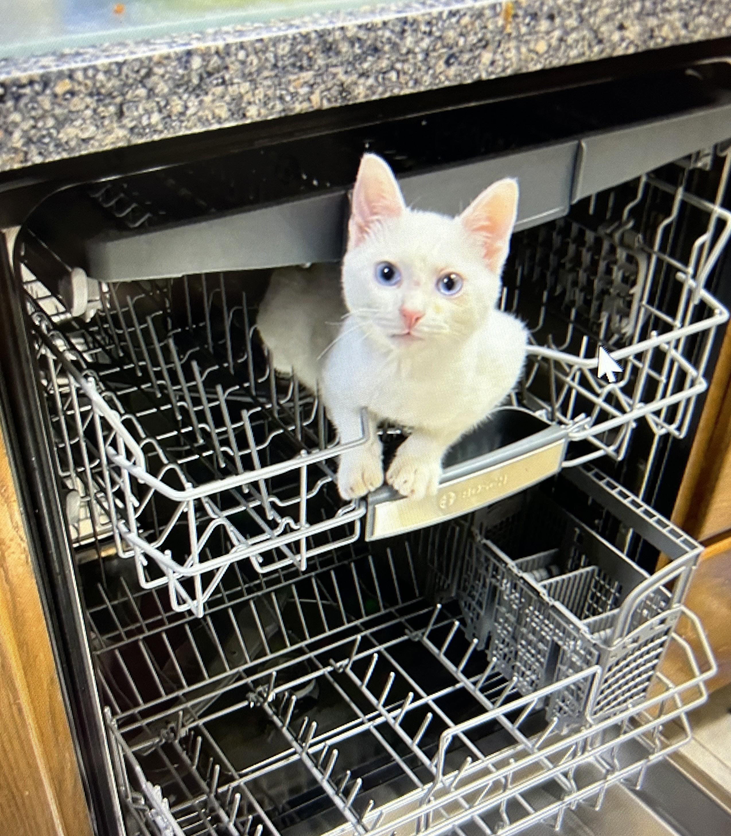 Harley Barley, a ADOPTABLE Domestic Short Hair in Coldspring, TX image 3/6
