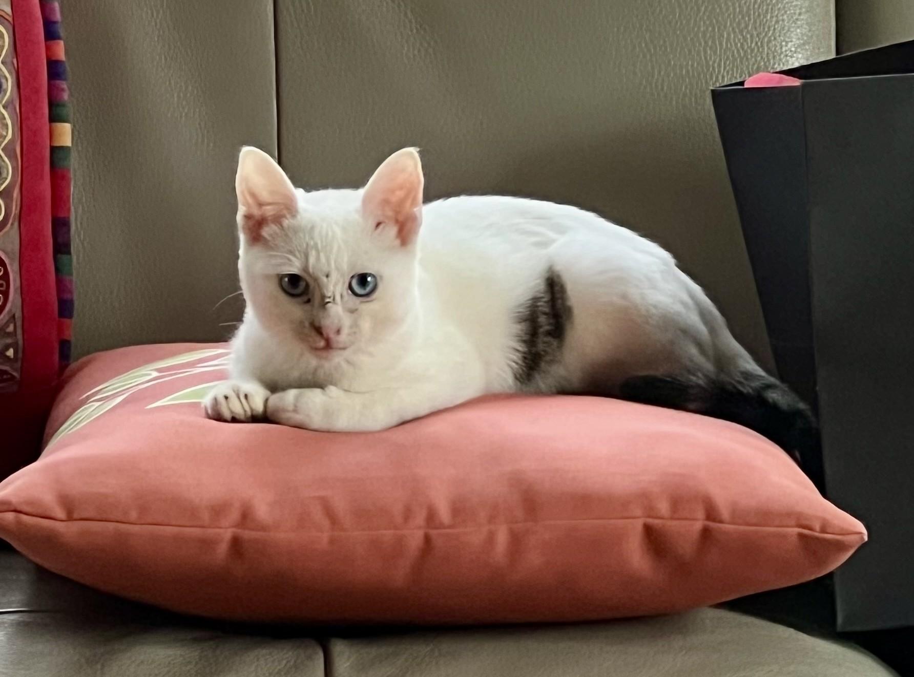 Harley Barley, a ADOPTABLE Domestic Short Hair in Coldspring, TX image 2/6