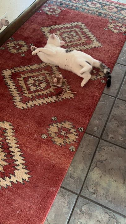 Enlarge Harley Barley, a ADOPTABLE Domestic Short Hair in Coldspring, TX video 5/6
