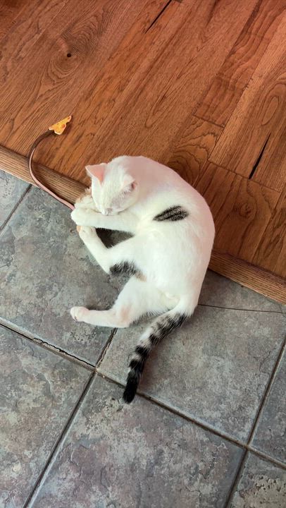 Enlarge Harley Barley, a ADOPTABLE Domestic Short Hair in Coldspring, TX video 6/6
