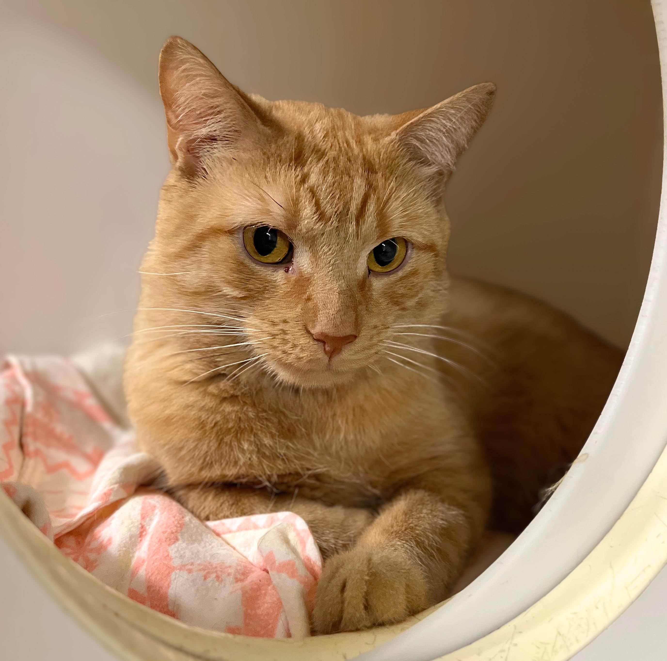Mourning Dove, Adoptable, Adult Male Domestic Short Hair.
