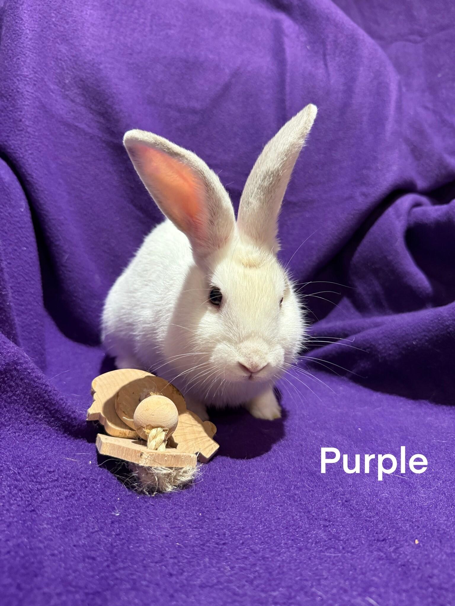 Purple, Adopted, Young Male Bunny Rabbit & New Zealand.