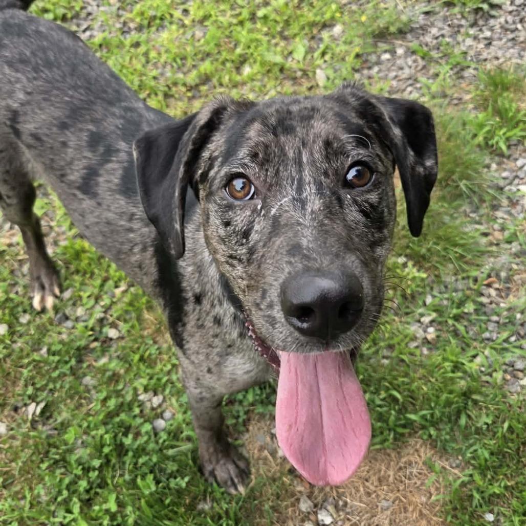 CT Colt avail Oct 24 (Scarecrow Festival- Somers, CT), Adoptable, Young Male Catahoula Leopard Dog & Mixed Breed.