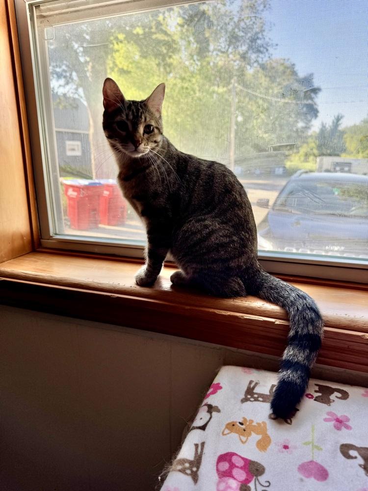 Johnnie, Adoptable, Young Male Domestic Short Hair.