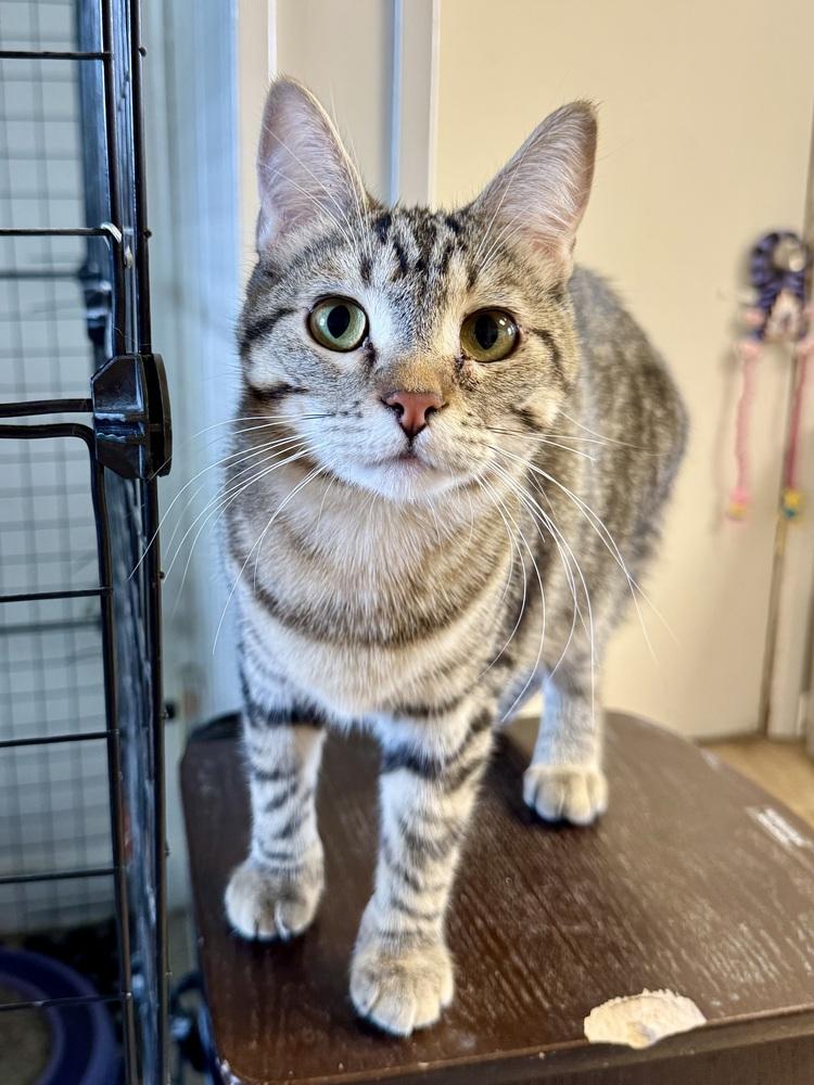 Johnnie, a Adoptable mixed breed in Papillion, NE image 2/4