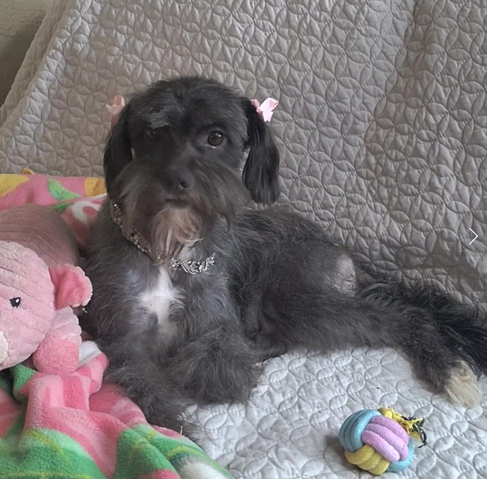 Fresca, adopted, Young Female Mixed Breed.