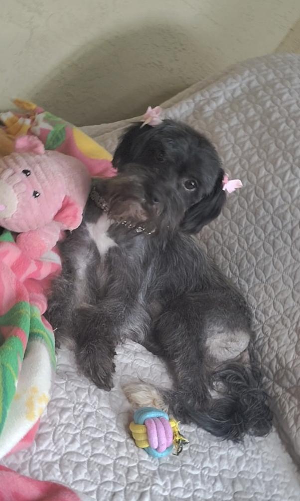 Fresca, an adopted mixed breed in Davis, CA image 2/3