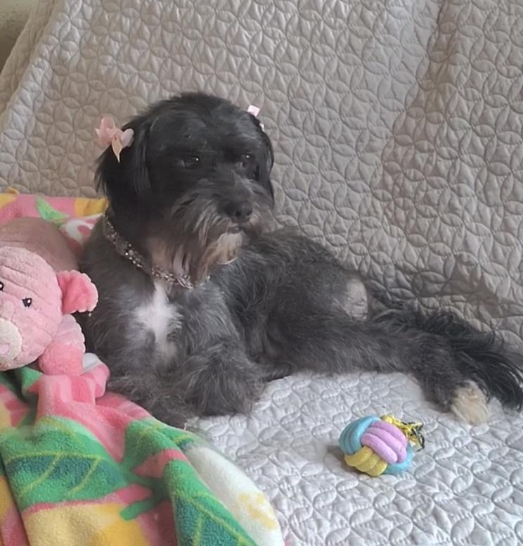 Fresca, an adopted mixed breed in Davis, CA image 3/3
