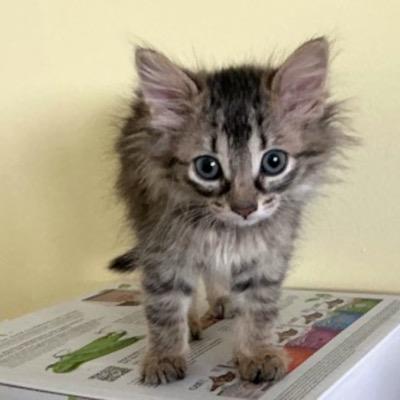 Sligo, ADOPTABLE, Kitten Female Domestic Medium Hair.