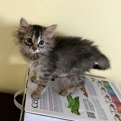 Sligo, a ADOPTABLE Domestic Medium Hair in Mississauga, ON image 2/2