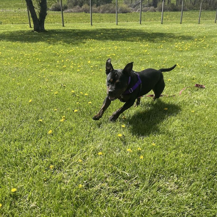 Willow, Adoptable, Adult Female Mixed Breed.